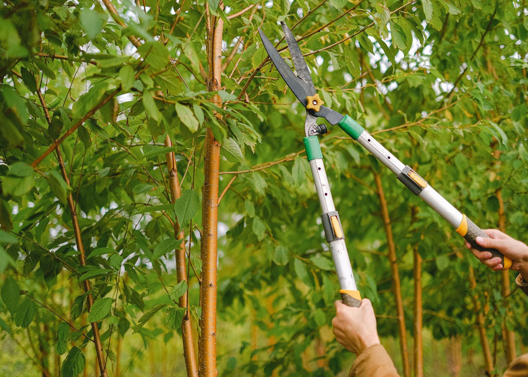 Side view of farmer with pruning shear trimming branches of tree with green leaves in orchard